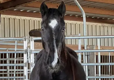 un caballo mustang de buena raza capado