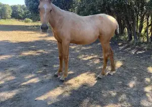 POTRA PALOMINA ANGLOLUSA