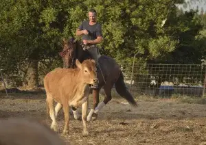 Caballo castrado, de Pura Raza Española