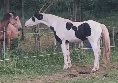 Semental Barock pinto