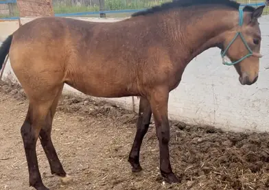 Potra Psl-appalosa posibilidad de carta CDE