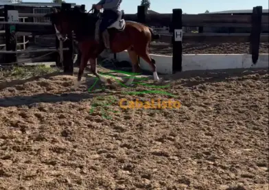 Potro CDE con carta de ancades. 4 años y medio