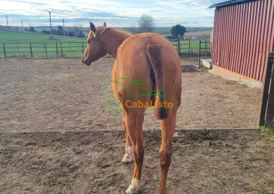 Potra árabe, alazana